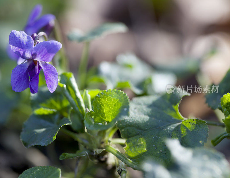 甜紫罗兰(Viola odorata)